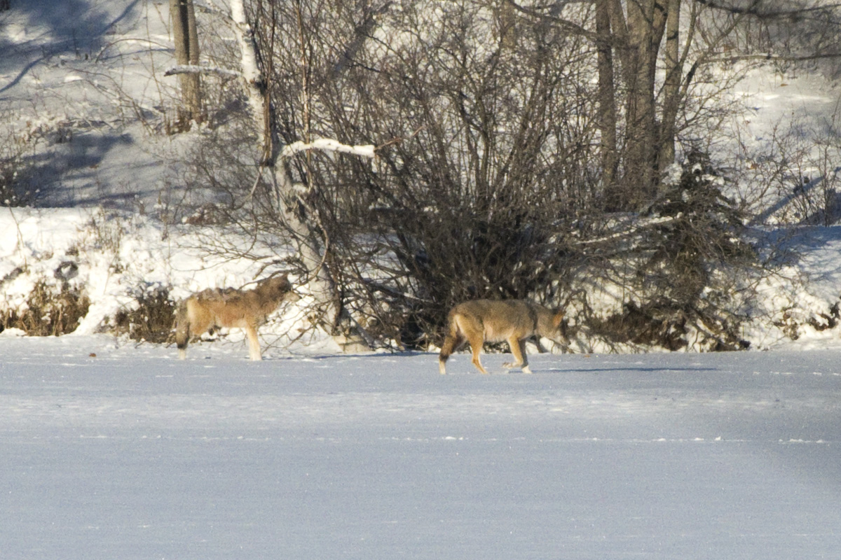 The leader had an odd gait. He is on the left in this pic. You can see half of his back leg is missing.
