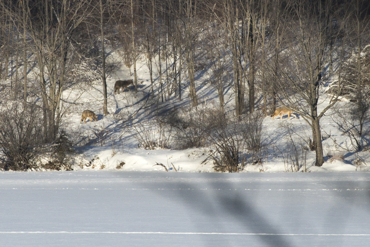 He was still able to lead the group  in spite of that injury.