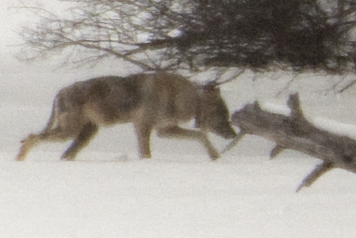 She was 94 km from home, but returned to the Park later that spring.