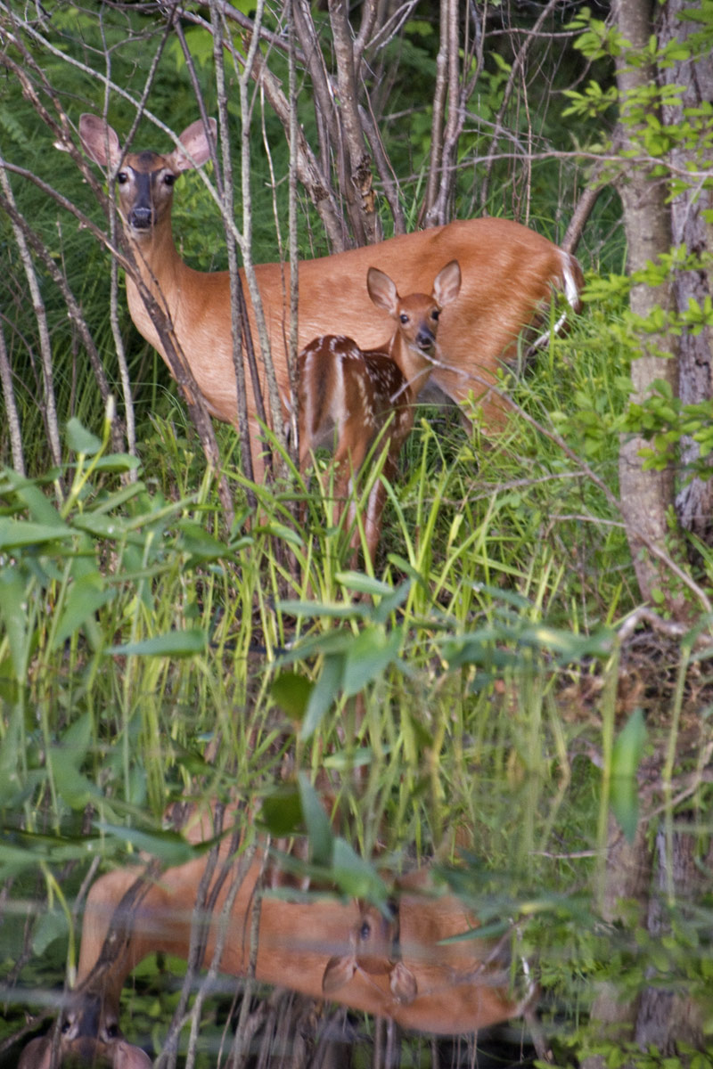 The shore has tasty food, but also leaves deer exposed to photographers in canoes.