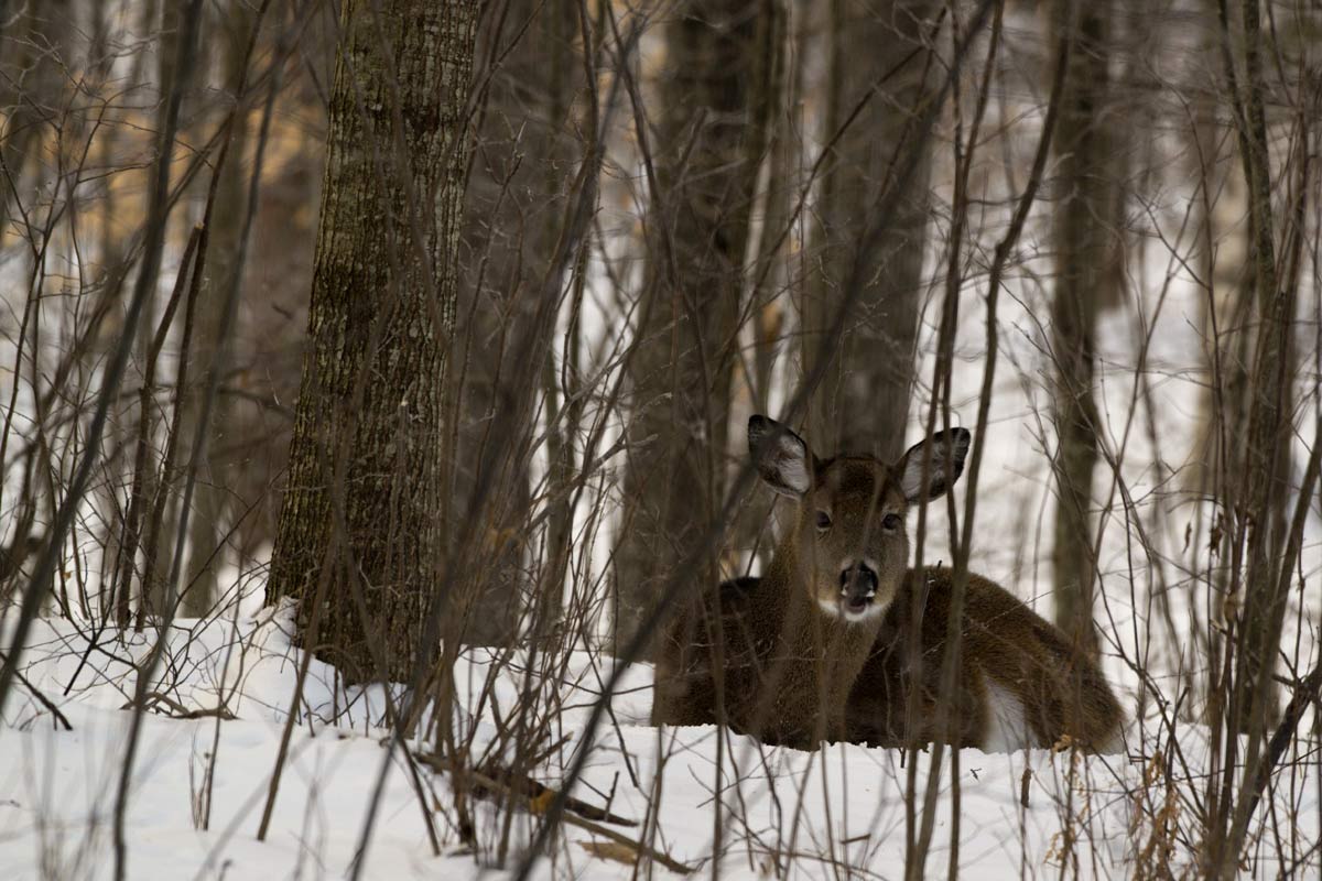 They often bed down for the night within sight of a house.