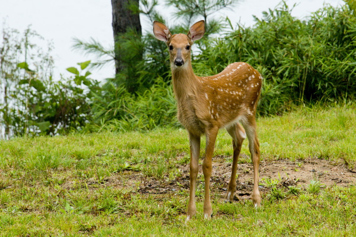 Her borther watched and probably felt left out.