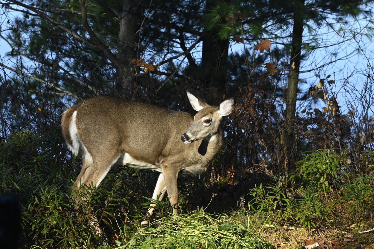 This doe kept her brood around the house in early November for safety.