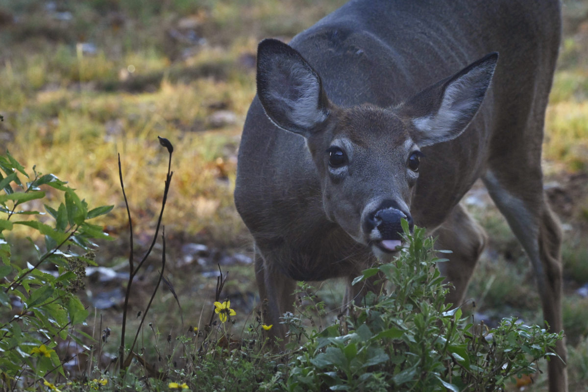 They seem to find tasty plants, even if the plants are growing in pots!