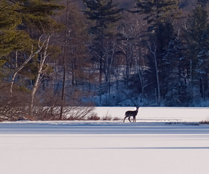 A sunny day in February brings everyone out for a walk.