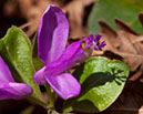 F_C050773