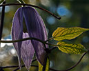 G_C060806