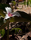 I_B153024