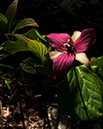 J_B153066