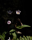K_B153060
