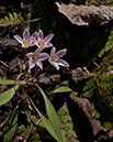 L_B153071