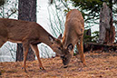 _C238844a