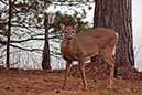 _C238881a