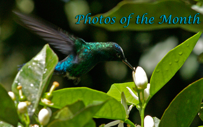 Photos of the Month