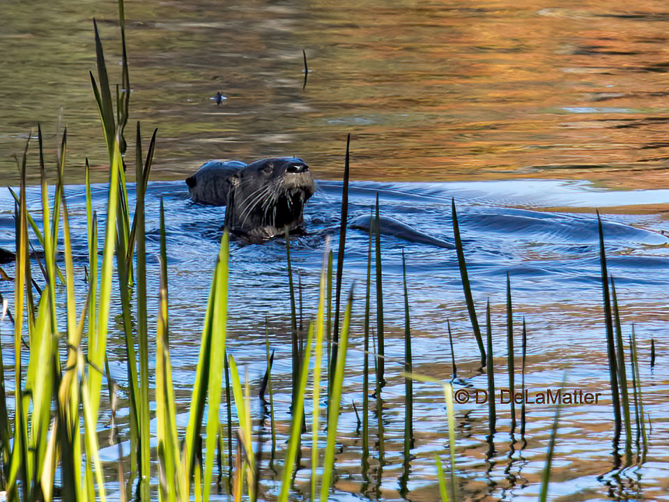 Above the dam, two otters were out for a tour.