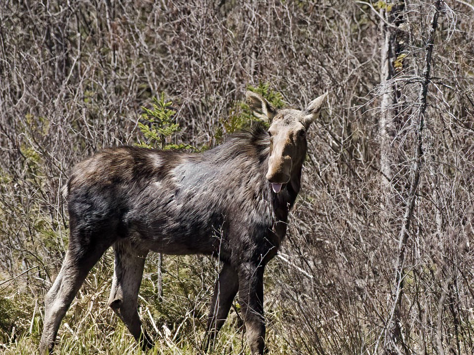 This is at the same time that their winter hair is shedding, making them distinctly "unattractive". 