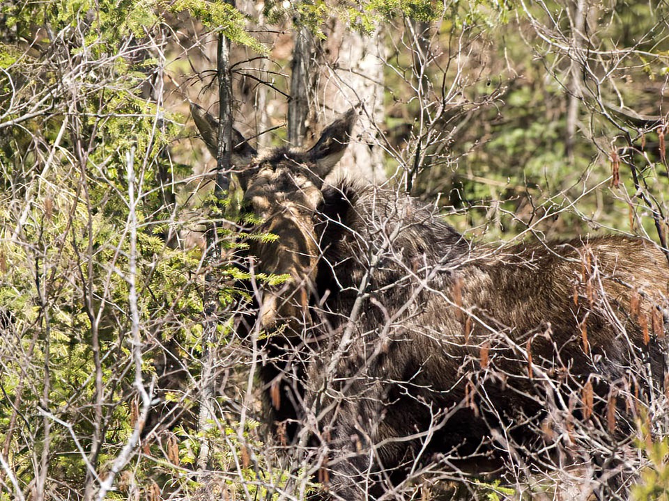 Moose can be masters of camoflage.