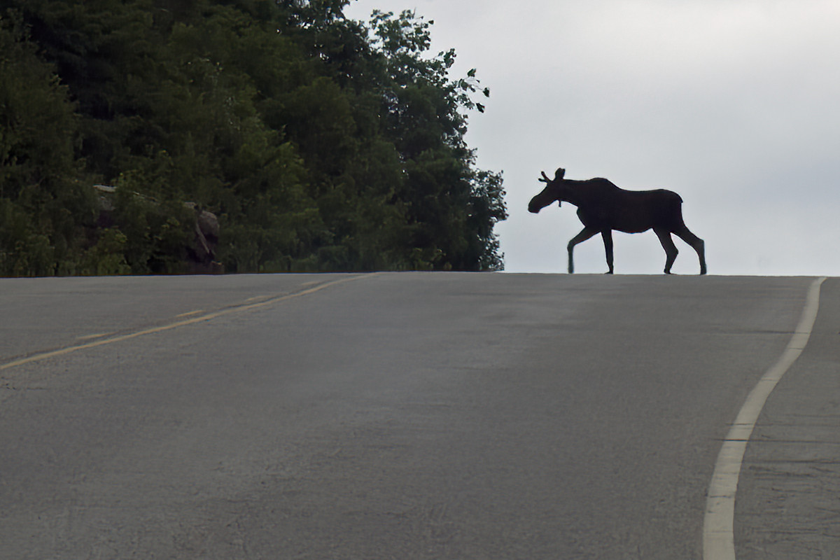 At 80 km/h it's hard to remember that the highway invades the forest, not the other way around.