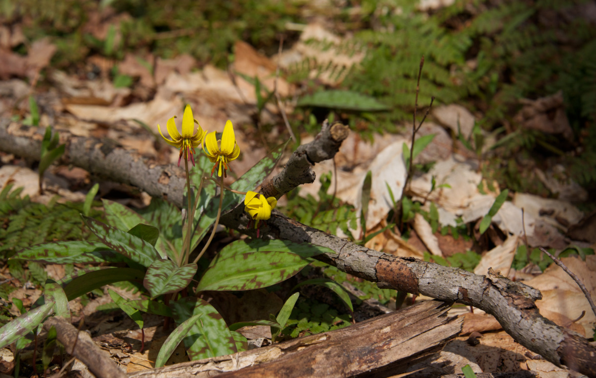 Trout Lilies like sun!