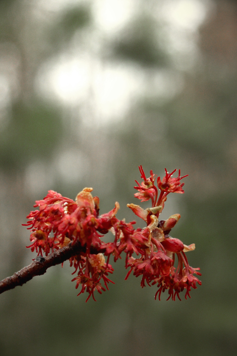 The best time for wildflowers is when the maples are in bloom before the leaf canopy shades the forest floor.