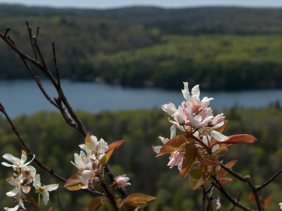 Later when the tree canopy starts to leaf out, wild cherry and apple blooms appear.