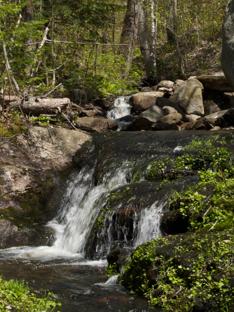The melt water streams are still keeping the forest floor wet.