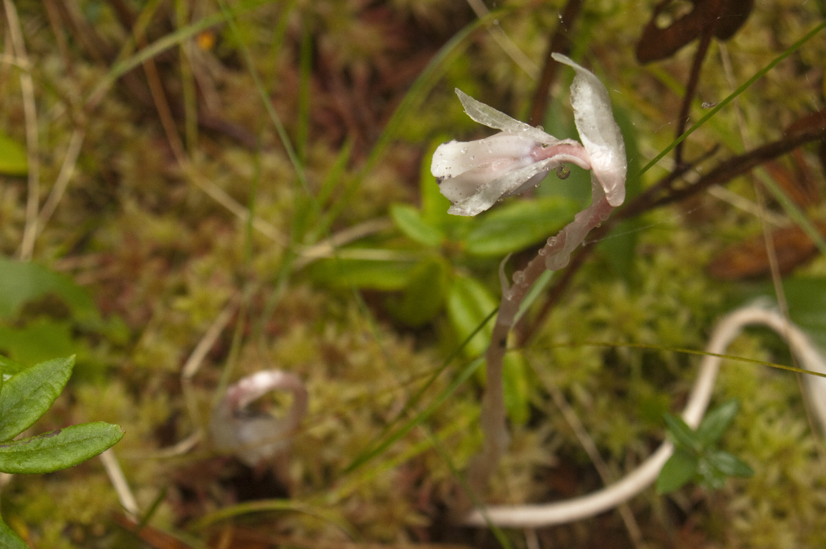 This one was fruiting beside the Spruce Bog trail boardwalk.