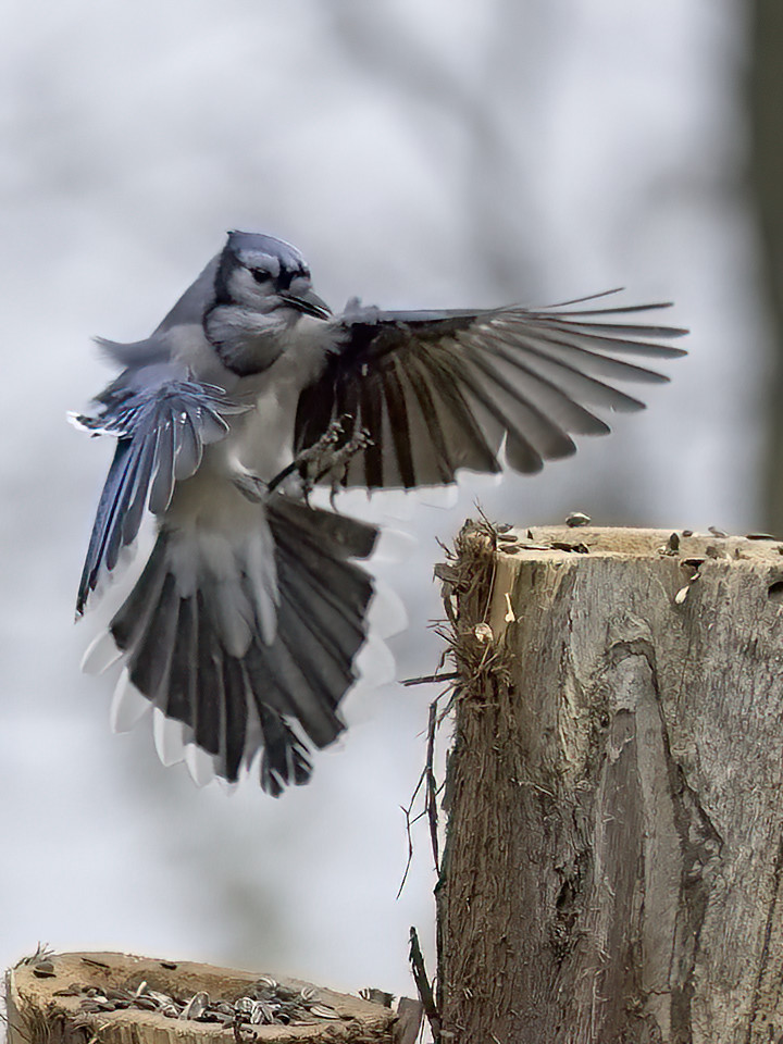 So imagine their pleasure at finding a bunch of seeds, free for the taking.