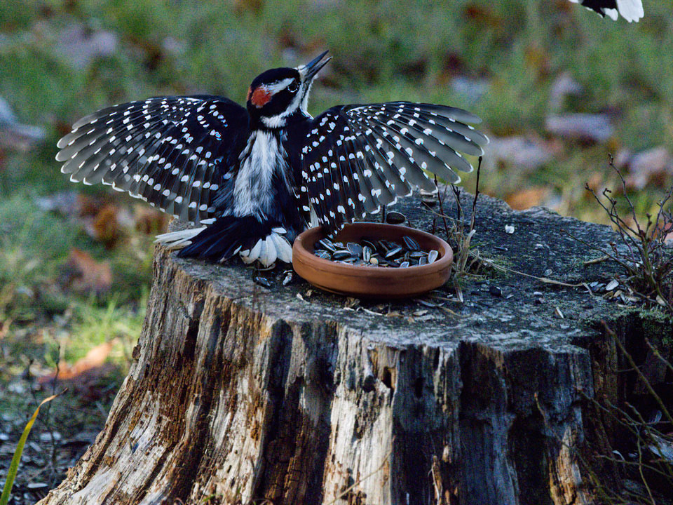 As a Jay arrives, he tries to mantle his dish the way eagles do, to conceal their prey from others.