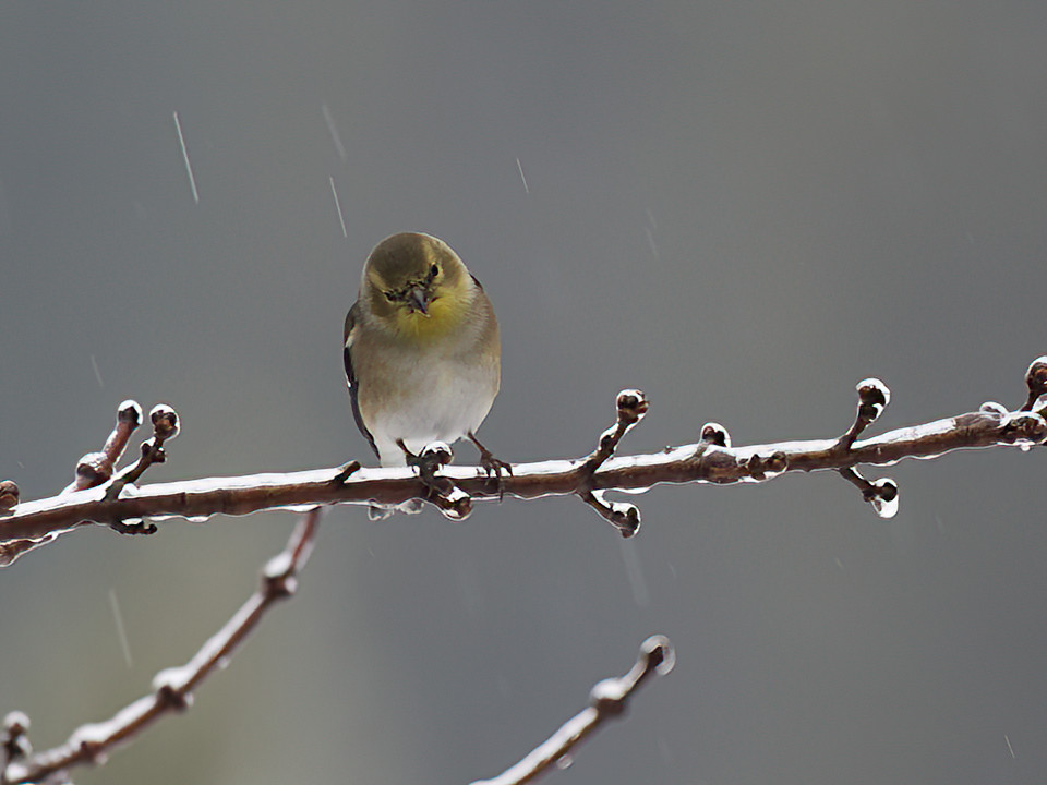Unfortunately, freezing rain can be in the air too.