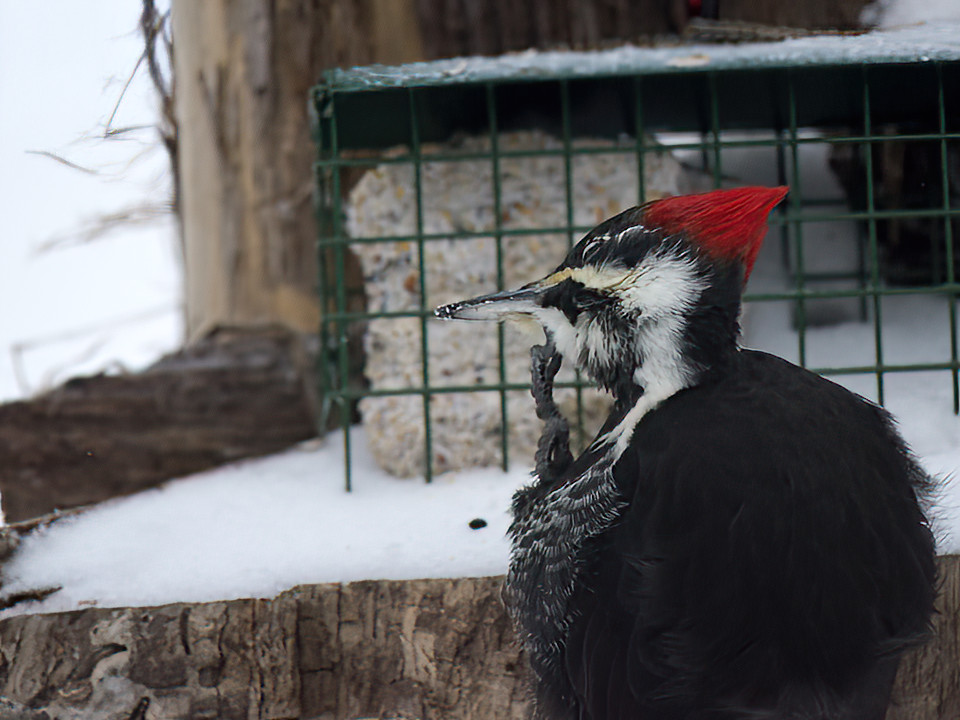 But he appreciates suet a lot more, when he is not distracted by an itchy chin.