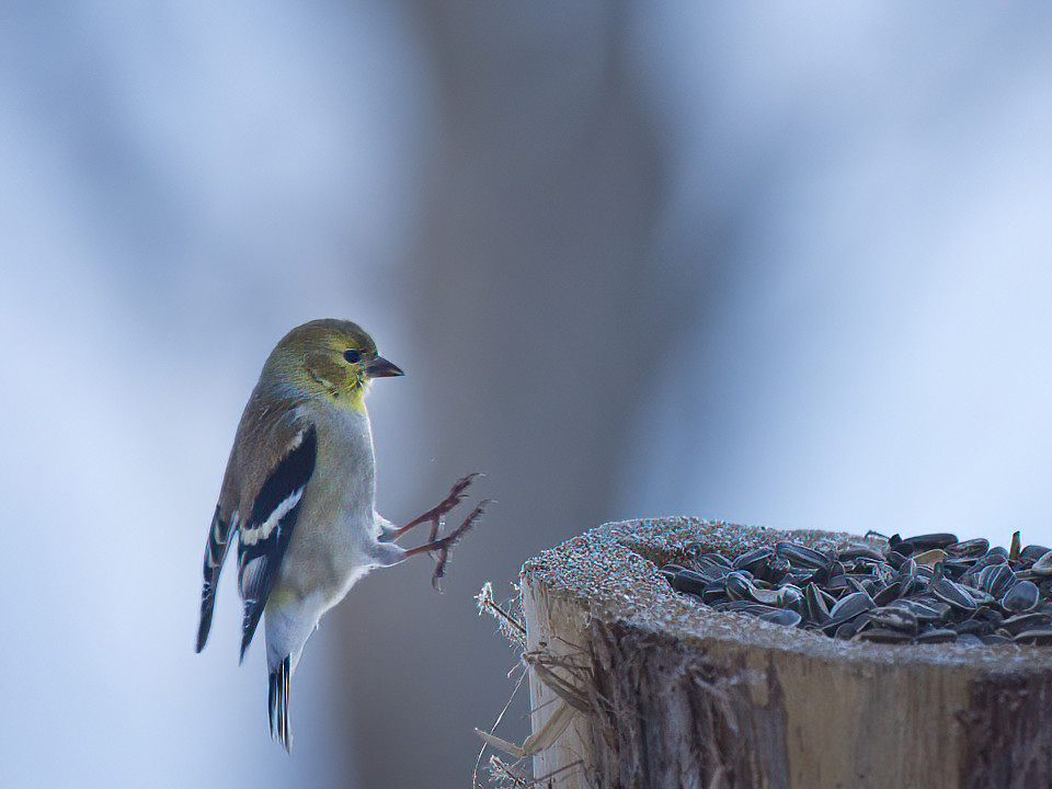 They are happy with sunflower seeds.