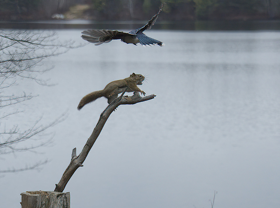 Red Squirrels dispute that.  "And don't come back!!!"