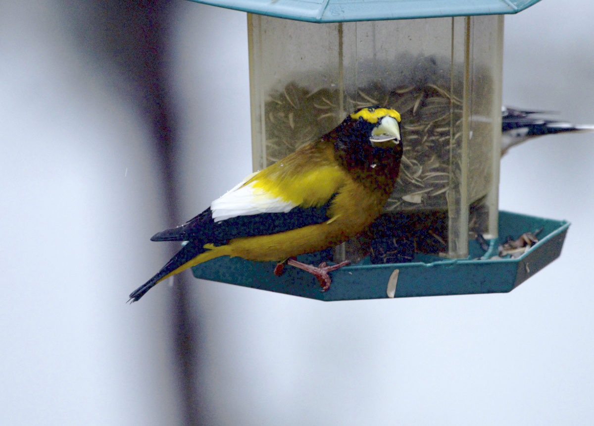 Evening Grosbeaks have been rare here, but always light up the scene when they arrive.