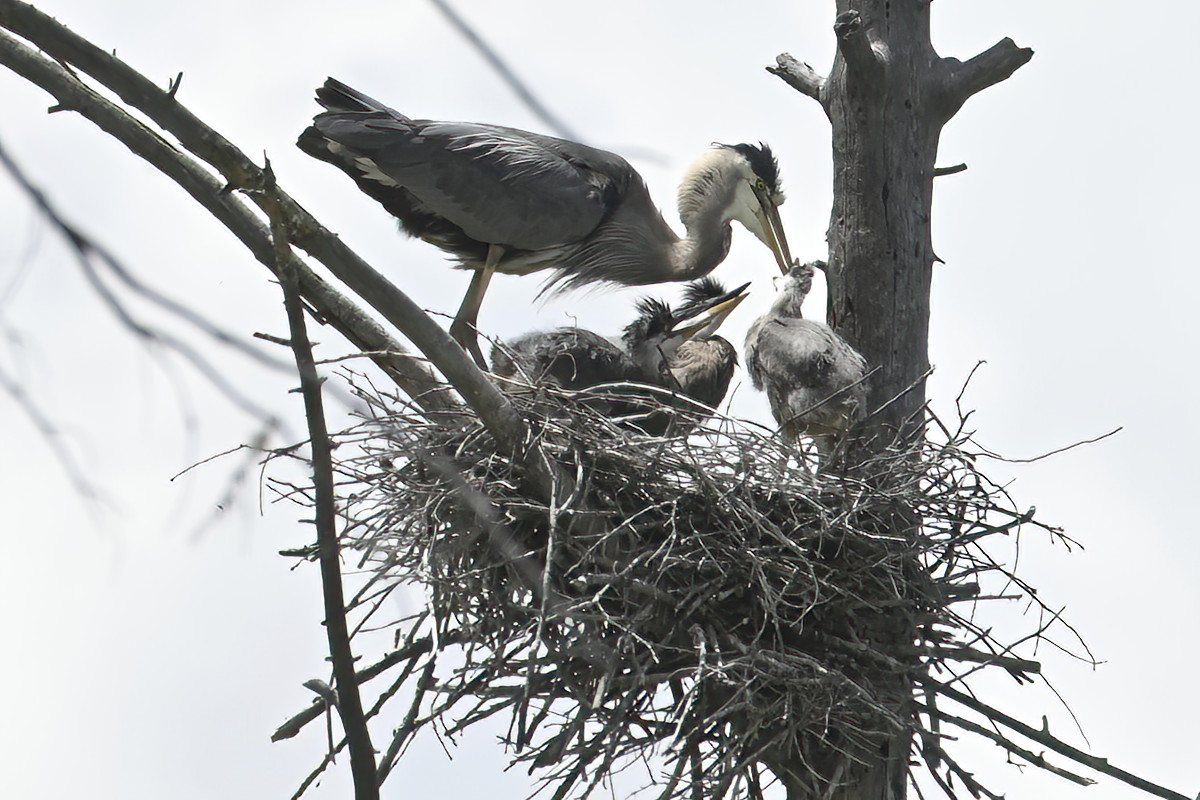 Glad to see that she is feeding the littlest one directly.