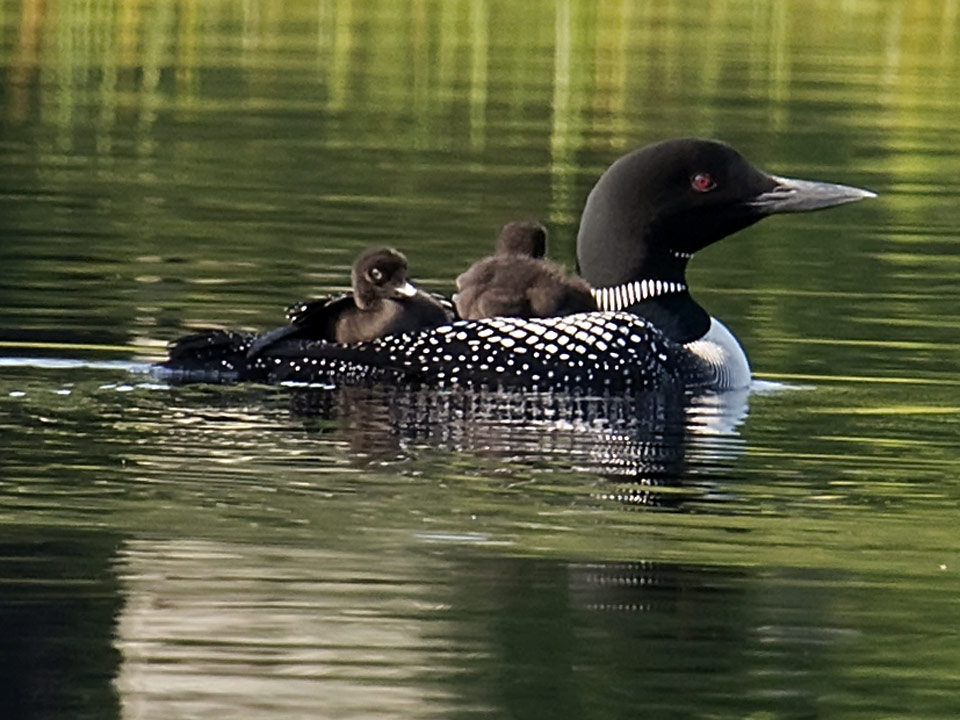 They also ferry the young chicks on their backs. This protects them from predation by snapping turtles.