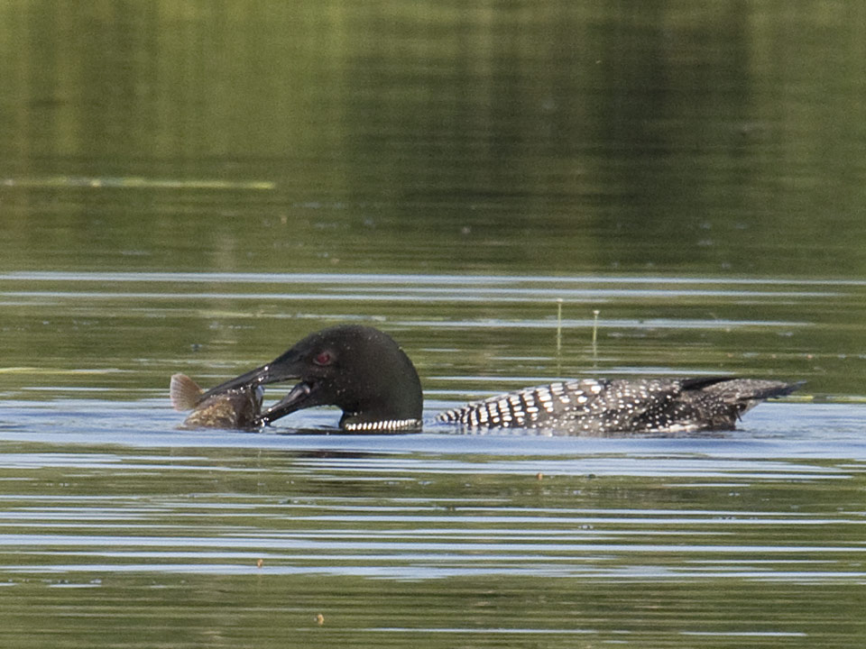 Using nothing but a beak, how would YOU swallow a fish?