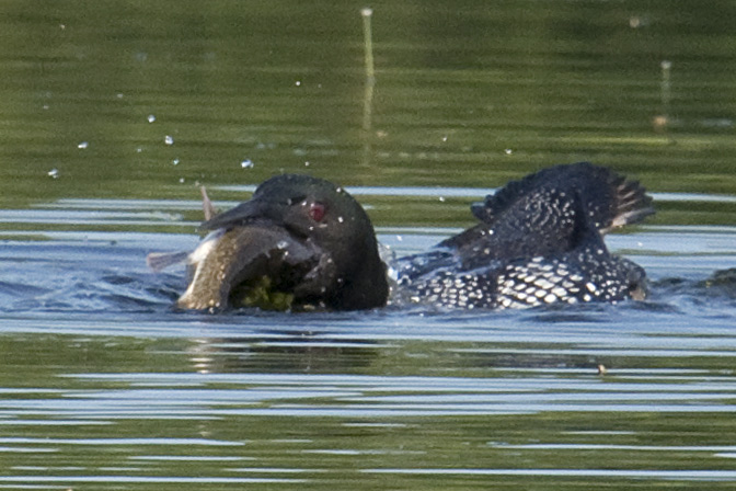 Was his luck bigger than his gullet?
