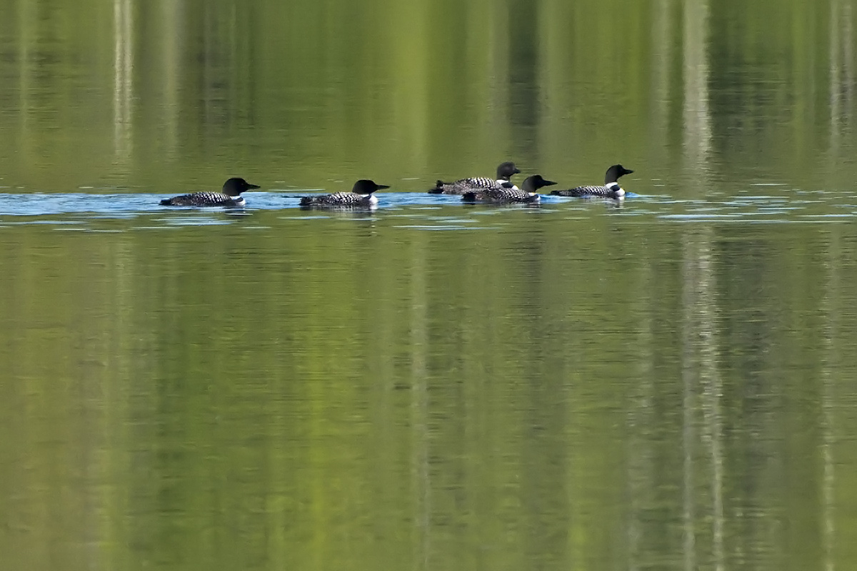 About mid-August, loons begin to "raft" together. The only logical explanation is that they are comparing travel plans for the fall.
