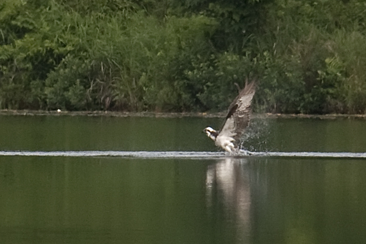 then you have to lift the fish out of the water.