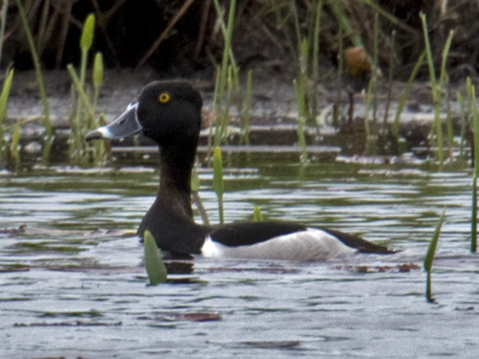 Ring Neck Duck