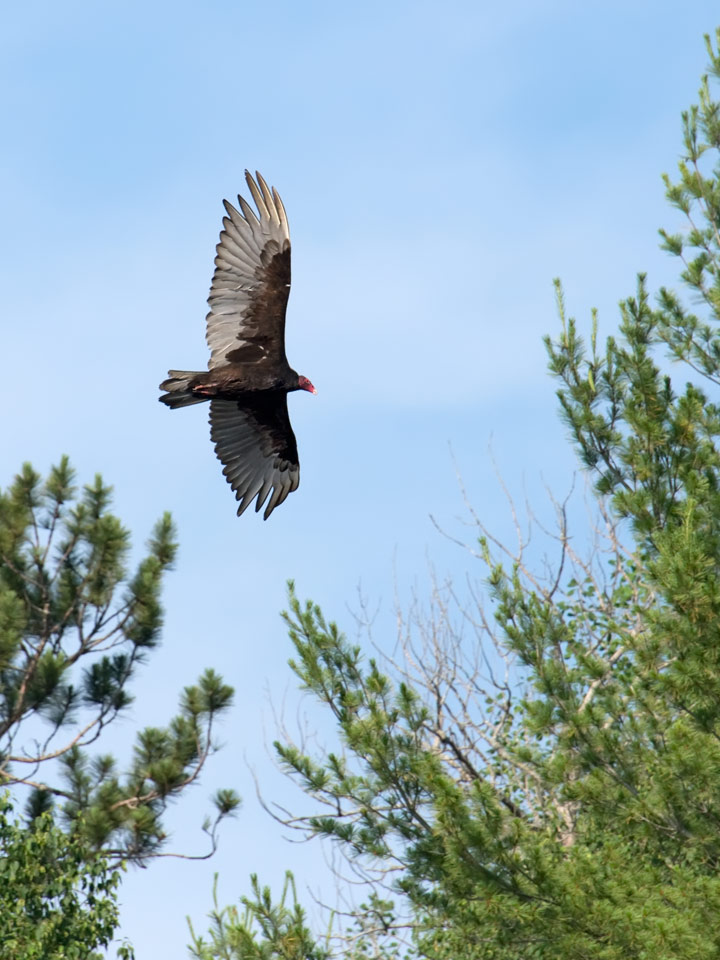 Turkey Vulture