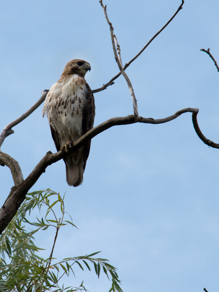 Red Tail Hawk