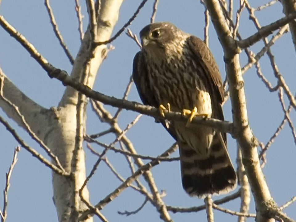 Merlin