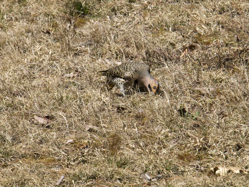 Busy eating ants