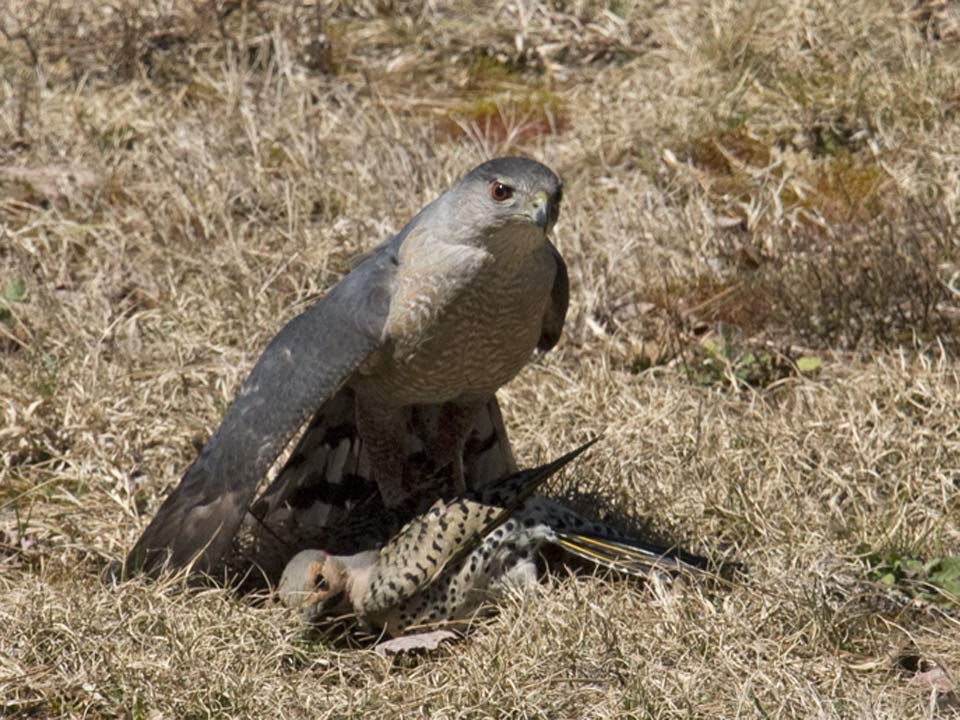 The flicker seems already dead a few seconds after the attack.