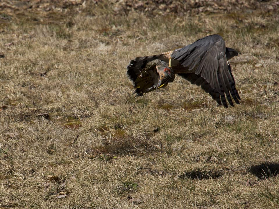 The hawk flies away with a meal for his family.