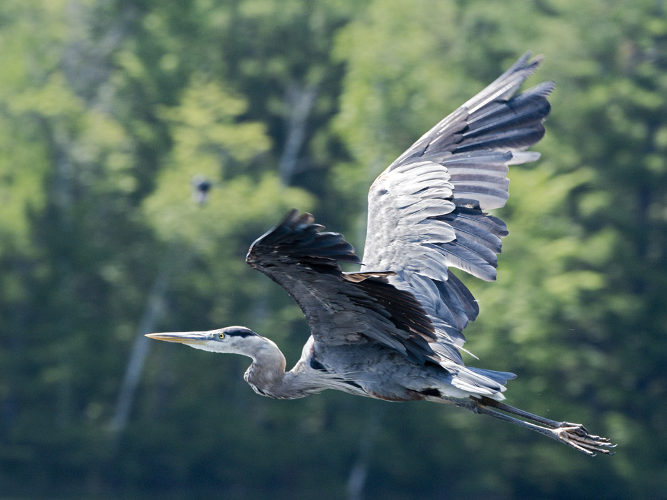In flight 