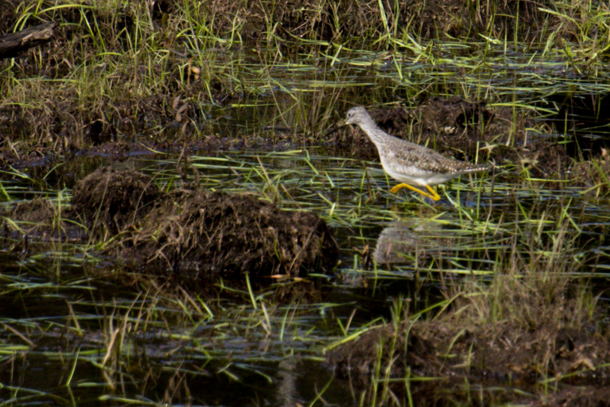 Greater Yellowlegs