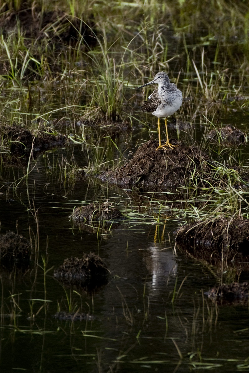 Greater Yellowlegs